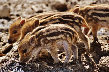 Sweet cute wildlife zoo Photo