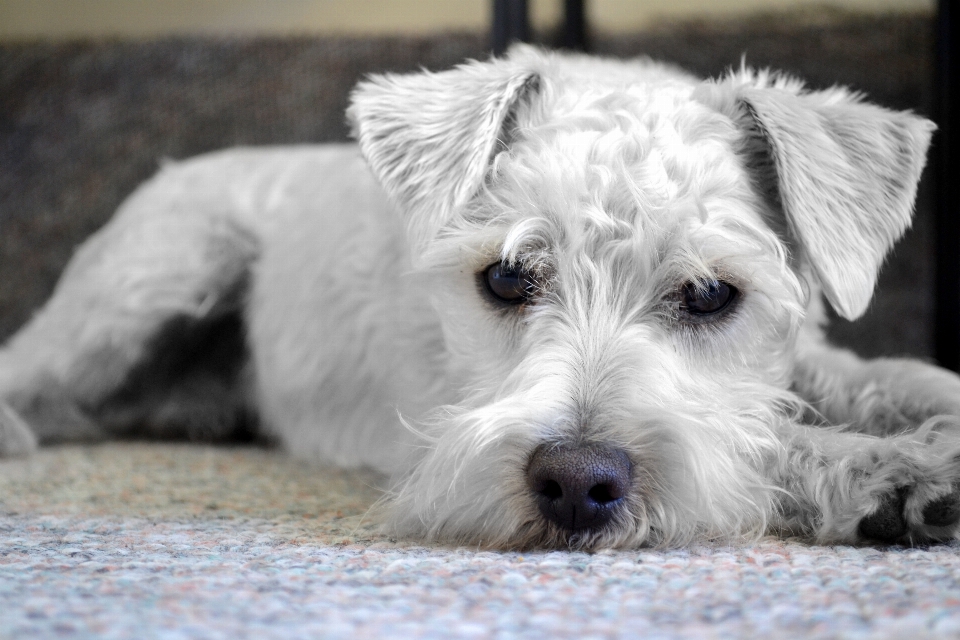 白 子犬 犬 動物