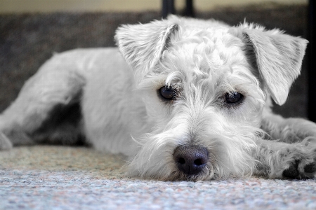 White puppy dog animal Photo