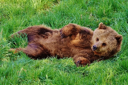 Foto Acqua natura foresta giocare