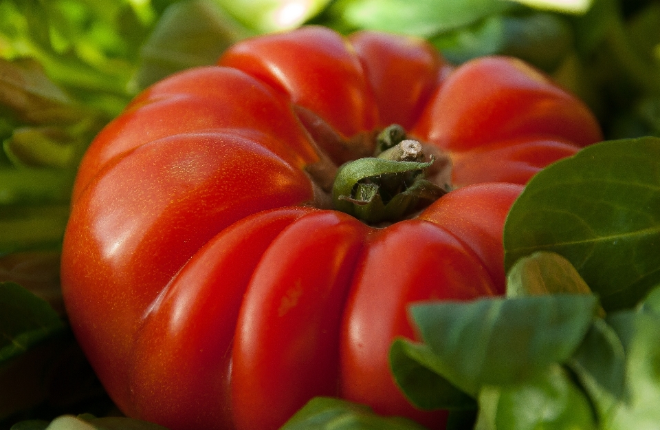 Usine fruit fleur nourriture