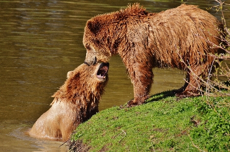 Foto Acqua natura foresta giocare