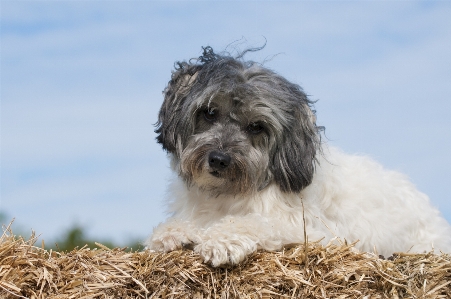 Dog mammal straw vertebrate Photo