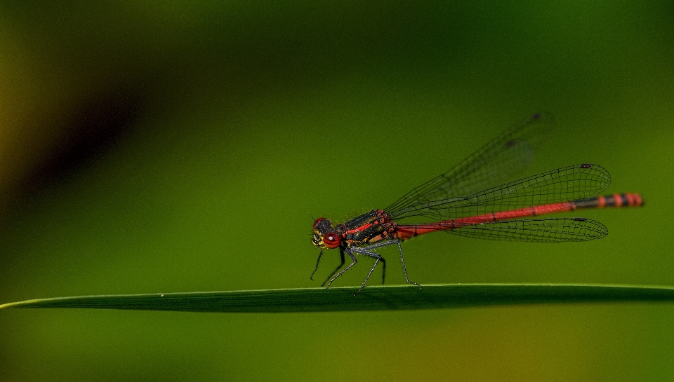 Natur flügel fotografie blatt