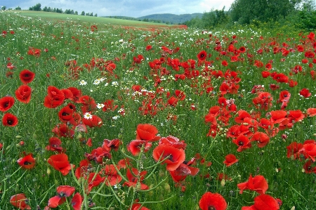 Landscape horizon plant field Photo