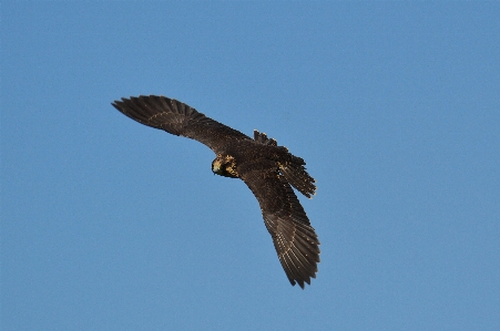 自然 鳥 羽 動物 写真