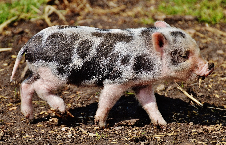 Jogar doce bonitinho animais selvagens