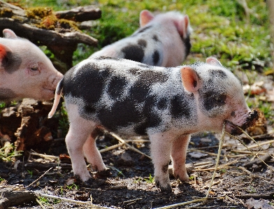 Foto Giocare dolce carino mammifero