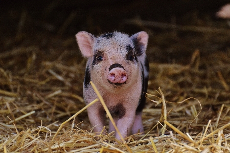 Foto Rumput bermain manis imut-imut