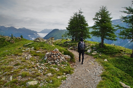 Landscape tree nature path Photo