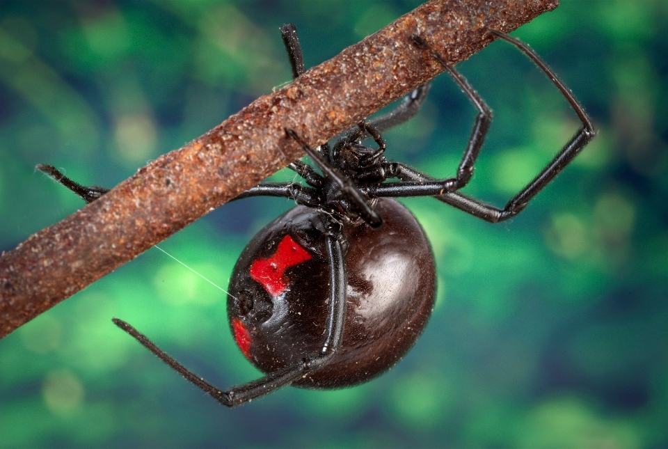 Natura oddział fotografia produkować