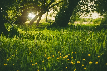 Tree nature forest grass Photo