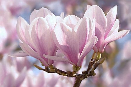 木 ブランチ 花 植物 写真