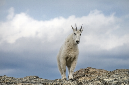 Nature white animal looking Photo