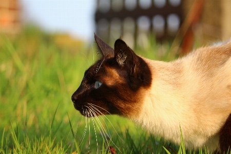 Foto Césped gatito gato mamífero