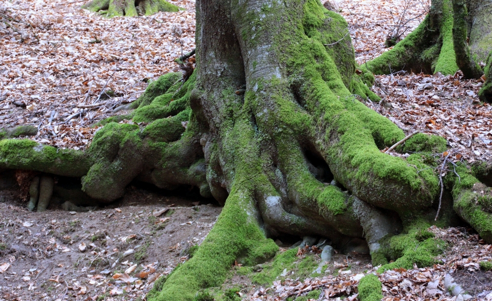 árbol naturaleza bosque rama