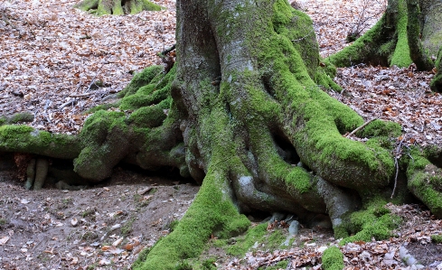 Photo Arbre nature forêt bifurquer