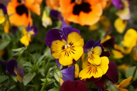 Foto Natura fiore pianta petalo