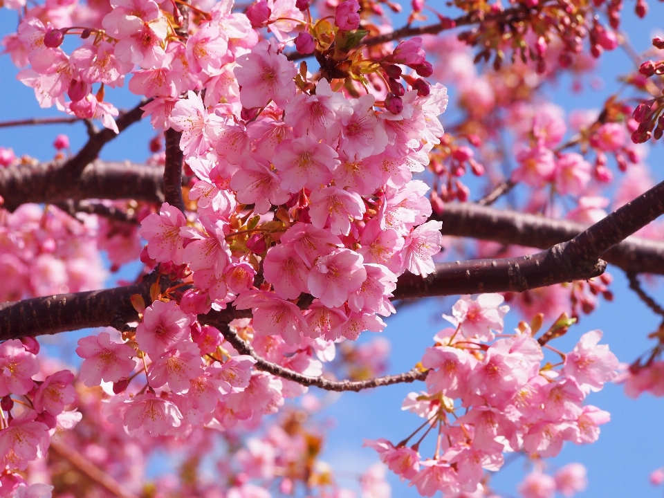 Branch blossom plant wood