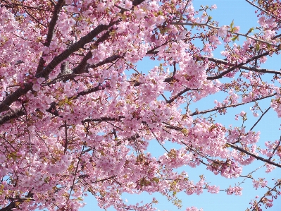 ブランチ 花 植物 春 写真