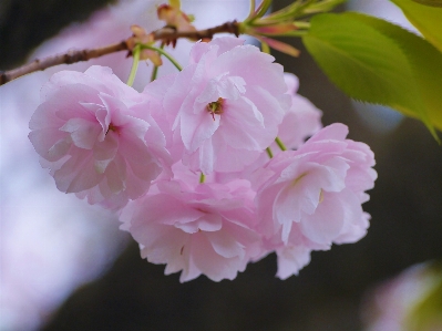 Branch blossom plant leaf Photo