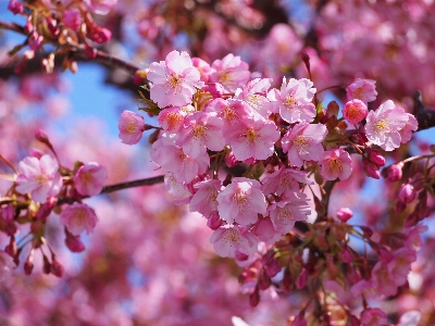 Branch blossom plant flower Photo