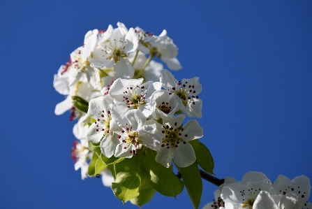 Branch blossom plant sky Photo