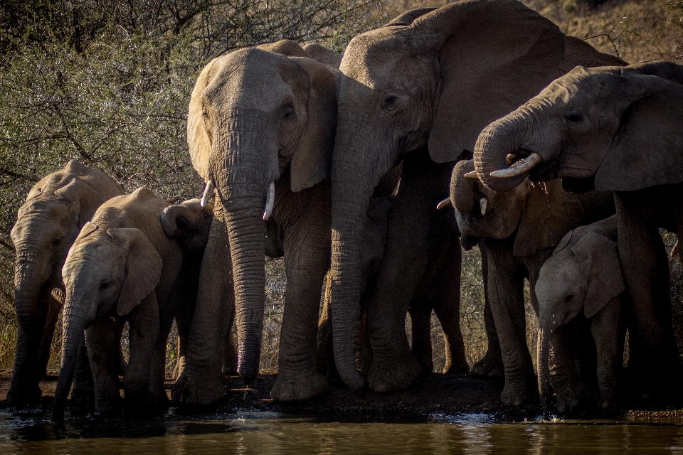 Adventure wildlife zoo africa