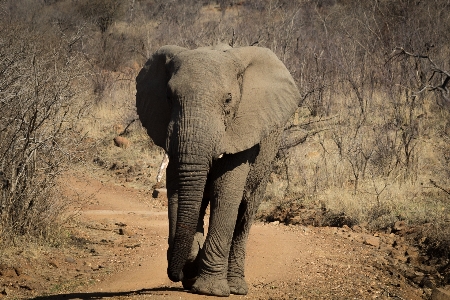 Foto Petualangan margasatwa afrika mamalia