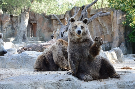 Nature hair game animal Photo