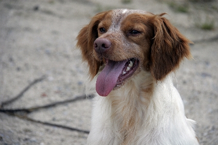 Foto Cucciolo cane animale domestico