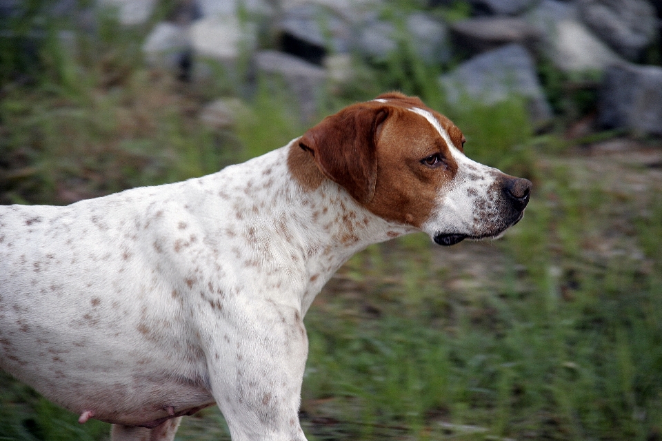 犬 動物 ペット 哺乳類