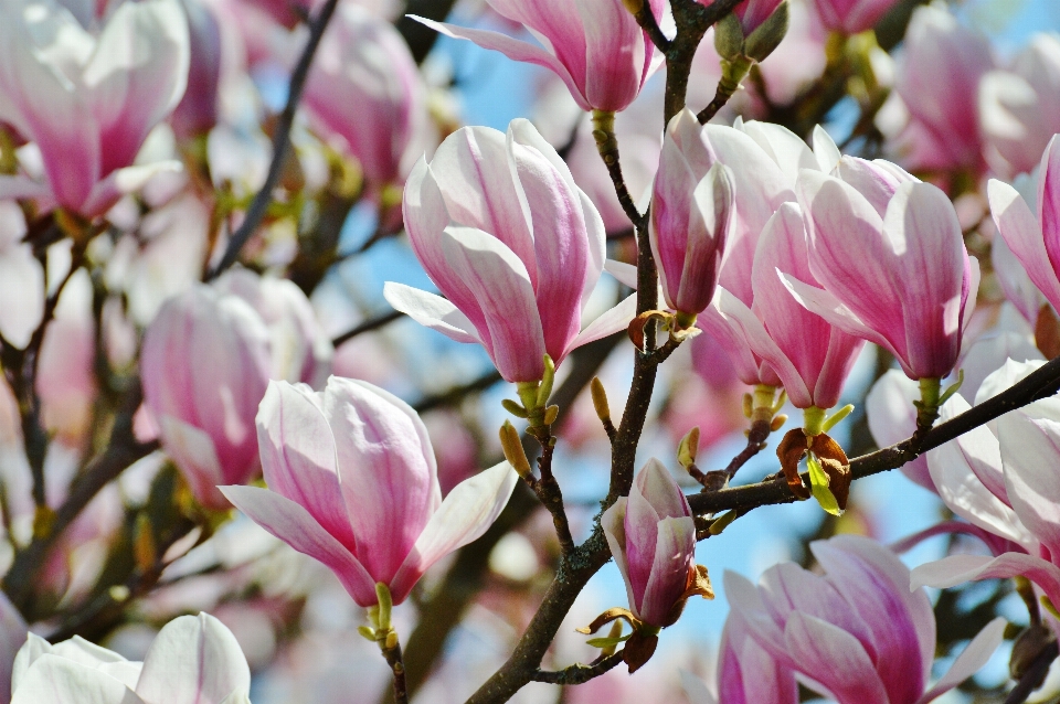 árvore natureza filial florescer