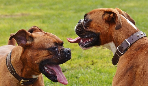 Meadow play dog mammal Photo