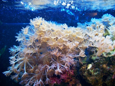 Underwater biology coral reef Photo