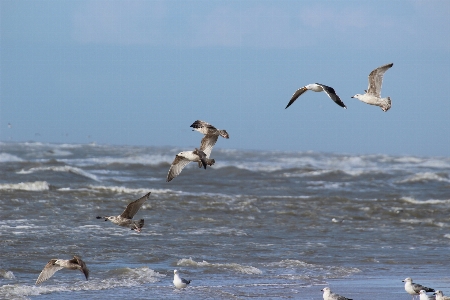 Beach sea coast water Photo