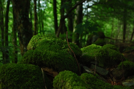 Foto Pohon alam hutan cabang