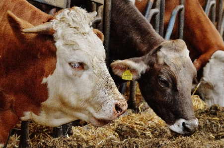 Farm pasture mammal calf Photo