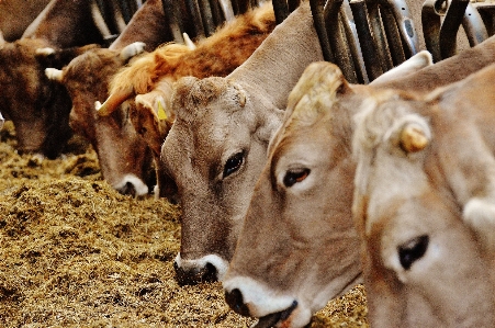 Farm wildlife horn food Photo