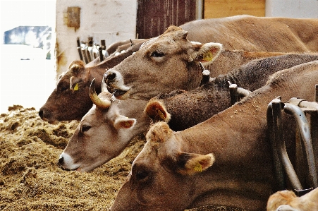 Farm pasture mammal fauna Photo