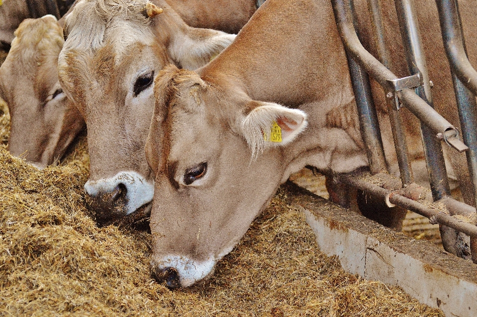 Bauernhof tierwelt weide
 säugetier