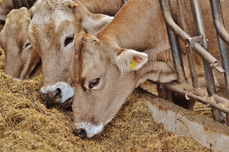 Foto Azienda agricola animali selvatici pascolo
 mammifero