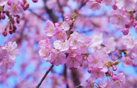 Branch blossom plant wood Photo