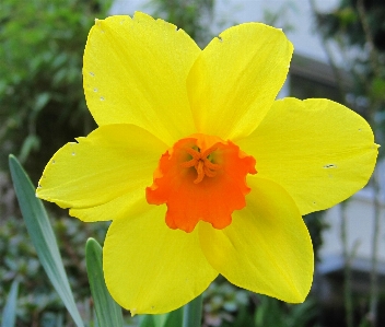 Nature plant flower petal Photo