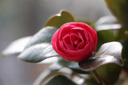 Nature blossom plant wood Photo