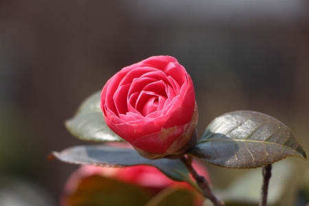 Nature blossom plant wood Photo