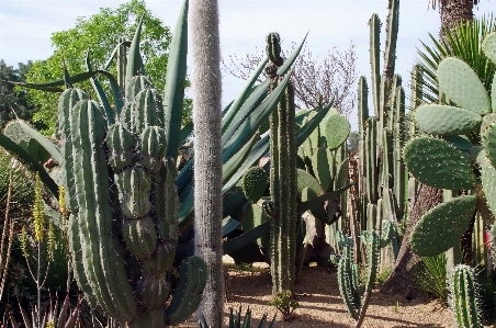 Cactus plant flower spice Photo