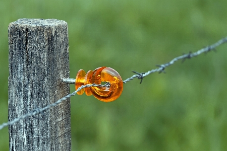 Nature branch fence barbed wire Photo