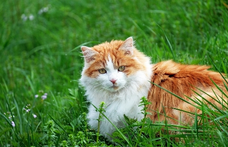 Grass lawn meadow kitten Photo