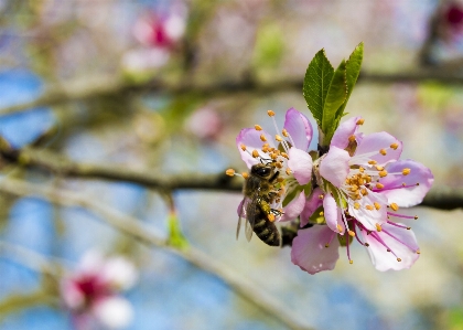 Tree nature branch blossom Photo